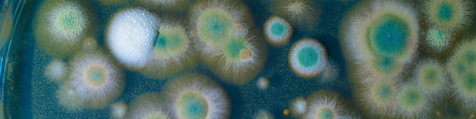 close up petri of dish with microbe colony