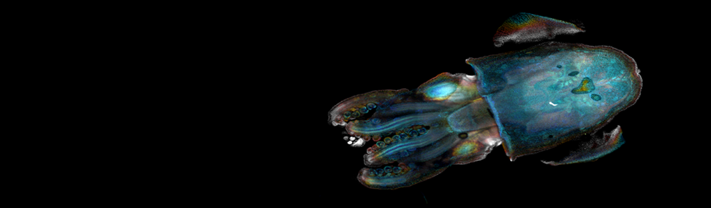 A depth-coded image of a juvenile bobtail squid infected with its light producing bacterial symbiont Vibrio fischeri