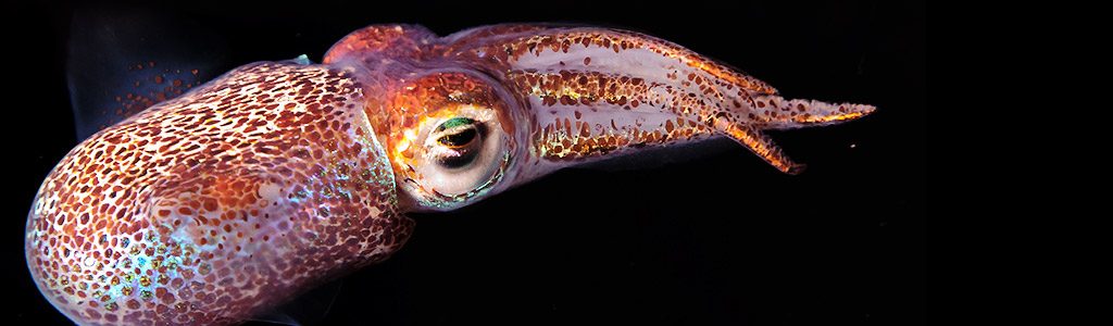 bobtail squid