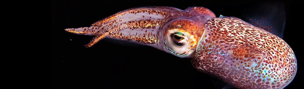 Bobtail Squid