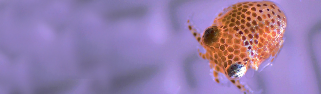 A hatchling bobtail squid (Derrick Kamp photo)