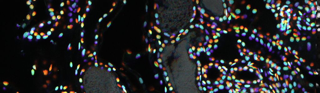 Depth color coded micrograph of an organ in the bobtail squid (Nidhi Vijayan)