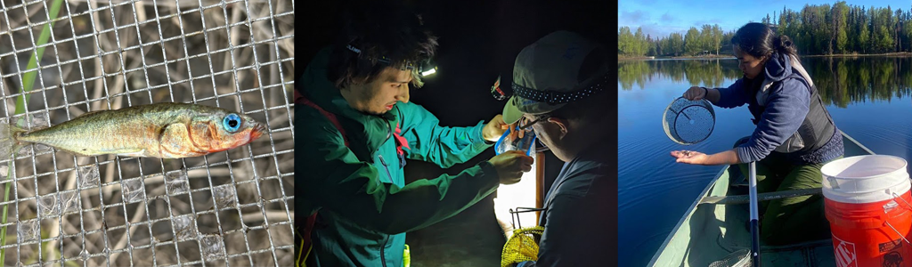 MetasliderImage5 Left to right show a stickleback fish, grad students in the field wearing headlamps and a student in a canoe collecting specimens