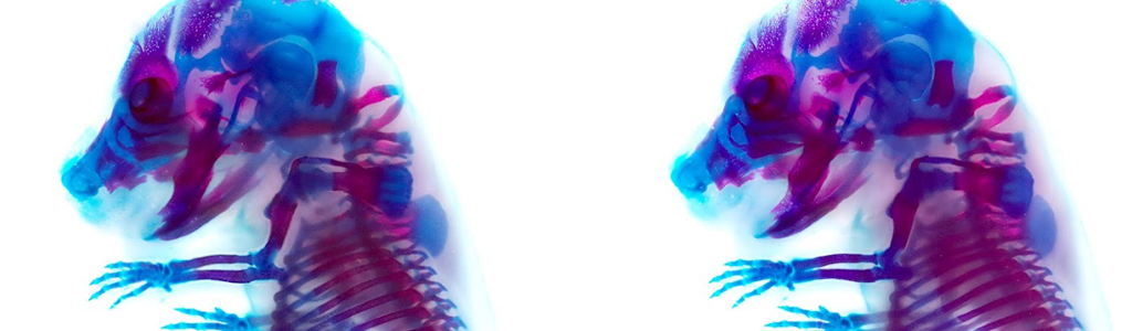 Cross-view stereogram of 16.5 d.p.c. mouse fetus skeletal specimen (blue: cartilage, red: bone) (Masakazu Yamamoto)