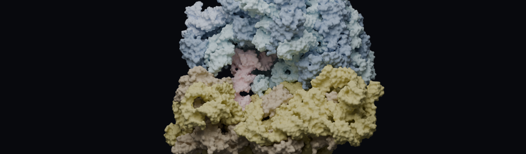 EM structure (8B0X) of E. coli 70S ribosome (blue and yellow) with tRNA (pink) in the P-site. (Tristan Evans)