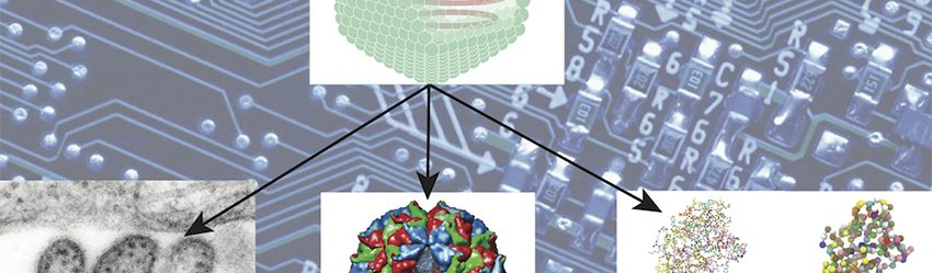Computational structural virology (May Lab)