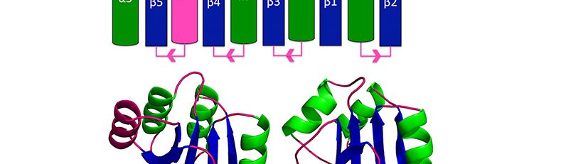 Evolution of protein structure motifs (Alexandrescu Lab)