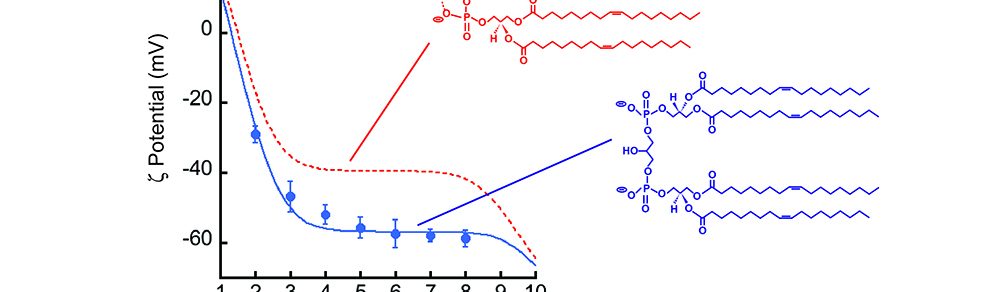 Lipid and membrane biophysics (Alder Lab)