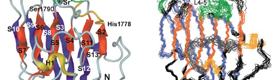 Protein structure and dynamics by NMR (Alexandrescu Lab)