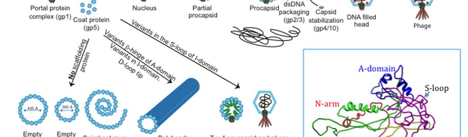 Virus capsid morphology mutants (Teschke Lab)